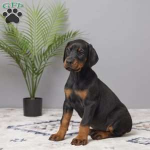 Stella, Doberman Pinscher Puppy